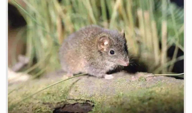 爱游戏APP-自然界交尾时间最长的动物是哪个？人类为什么不能像它们一样？